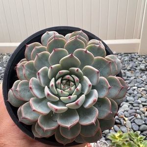 Echeveria minima